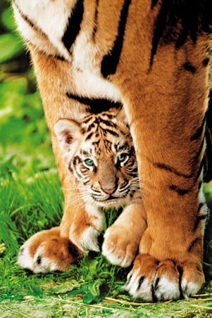 Tiger Poster 61 X 91.5 cm-Hand Picked Imports